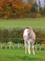 Picture of young Welsh Mountain Pony