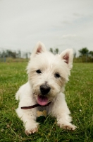 Picture of young West Highland White Terrier