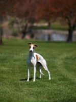 Picture of young Whippet in field