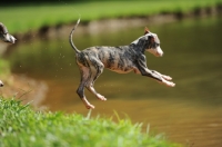 Picture of young Whippet jumping into river