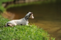 Picture of young Whippet lying on grass near river