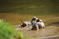 Picture of young Whippet puppies in river