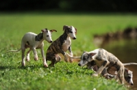 Picture of young Whippet puppies near riverside 