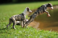 Picture of young Whippet puppies, one jumping into water