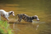 Picture of young Whippet puppies walking into water