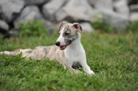 Picture of young Whippet puppy lying down on grass