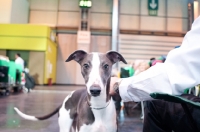 Picture of Young Whippet puppy playfully looking at camera, at Crufts 2012