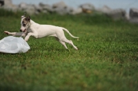 Picture of young Whippet puppy playing with plastic bag