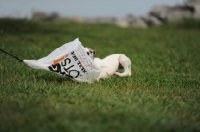 Picture of young Whippet puppy playing with plastic bag