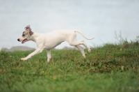 Picture of young Whippet puppy running on grass