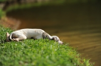 Picture of young Whippet resting on river bank