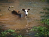 Picture of young Whippet swimming