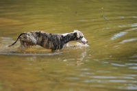 Picture of young Whippet walking in river