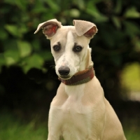 Picture of young Whippet