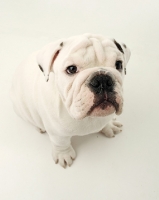 Picture of young white Bulldog