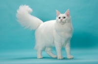 Picture of young white Maine Coon, fluffy tail up
