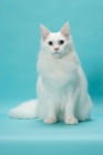Picture of young white Maine Coon front view on blue background