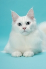 Picture of young white Maine Coon lying down on blue background