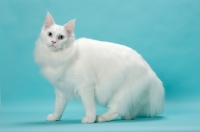 Picture of young white Maine Coon on blue background