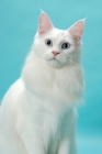 Picture of young white Maine Coon portrait on blue background