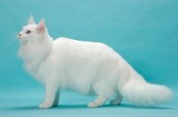 Picture of young white Maine Coon side view on blue background