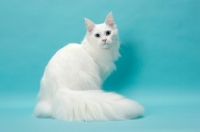 Picture of young white Maine Coon sitting down on blue background
