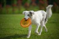 Picture of young white merle australian shepherd fetching frisbee