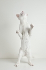Picture of young white oriental shorthair cat standing on two feet looking up