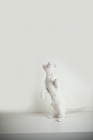 Picture of young white oriental shorthair cat standing on two legs looking up