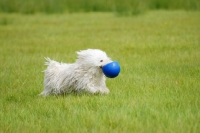 Picture of young white puli with ball