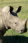 Picture of young white rhino