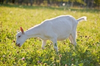 Picture of young white Saanen Dairy Goat kid grazing in green pasture