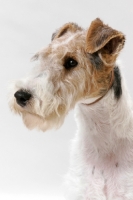 Picture of young wirehaired fox terrier, head study