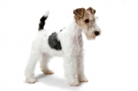 Picture of young wirehaired fox terrier on white background