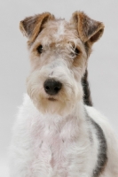 Picture of young wirehaired fox terrier, portrait