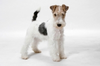 Picture of young wirehaired fox terrier standing in studio