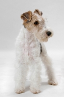 Picture of young wirehaired fox terrier