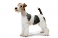 Picture of young wirehaired fox terrier