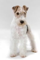 Picture of young wirehaired fox terrier