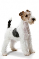 Picture of young wirehaired fox terrier