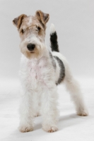 Picture of young wirehaired fox terrier