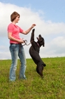 Picture of Young woman playing with her Black Labrador Retriever in a grassy field