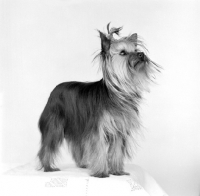 Picture of young yorkshire terrier indoors looking up 