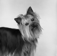 Picture of young yorkshire terrier, portrait, head on one side