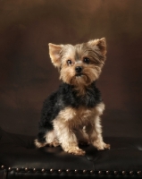Picture of young Yorkshire Terrier