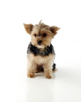 Picture of young Yorkshire Terrier