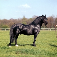 Picture of ystwyth winston, welsh pony of cob type (section c), 