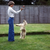 Picture of yvonne knapper-weijland, playing ball with american cocker spaniel, sundust