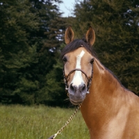 Picture of zaman, karabakh stallion owned by the Queen, presented to her by the soviet government