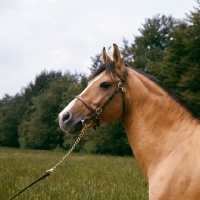 Picture of zaman, karabakh stallion owned by the Queen, presented to her by the soviet government